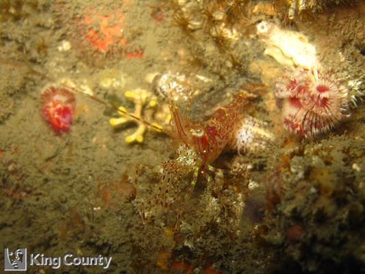 Photo of Pandalus stenolepis